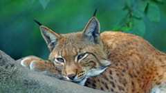 Ein Luchs liegt auf einem Baumstamm.