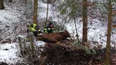 Zwei Feuerwehrmänner stehen in einem verschneiten Wald und versuchen ein braunes Rind hinauszutreiben.