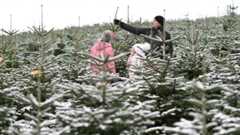 Drei Personen stehen zwischen schneebedeckten Tannenbäumen, während eine Person auf einen Baum zeigt.