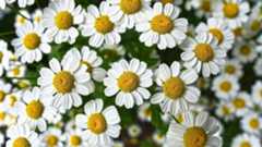 Papatya Sözleri 2026: Papatyalar İle İlgili En Anlamlı Ve En Güzel Sözler