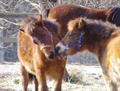 木曽町　木曽馬の里の木曽馬