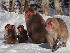 北アルプス・上高地のニホンザル＝2026年1月7日