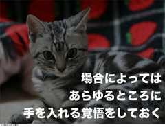 場合によっては                  あらゆるところに              手を入れる覚悟をしておく12年8月18日土曜日 