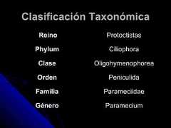 Clasificación TaxonómicaClasificación TaxonómicaReinoReino ProtoctistasProtoctistasPhylumPhylum CiliophoraCiliophoraClaseClase OligohymenophoreaOligohymenophoreaOrdenOrden PeniculidaPeniculidaFamiliaFamilia ParameciidaeParameciidaeGéneroGénero ParameciumParamecium 