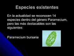 Especies existentesEspecies existentesEn la actualidad se reconocen 14En la actualidad se reconocen 14especies dentro del género Paramecium,especies dentro del género Paramecium,pero las más destacables son laspero las más destacables son lassiguientes:siguientes:Paramecium bursariaParamecium bursaria 