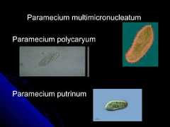 Paramecium multimicronucleatumParamecium multimicronucleatumParamecium polycaryumParamecium polycaryumParamecium putrinumParamecium putrinum 