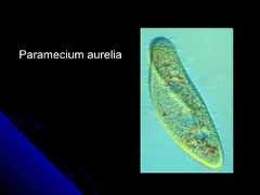 Paramecium aureliaParamecium aurelia 