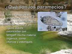 ¿Qué son los paramecios?¿Qué son los paramecios?Los paramecios sonLos paramecios sonprotozoos ciliados conprotozoos ciliados conforma ovalada que seforma ovalada que sesuelen encontrar ensuelen encontrar enaguas dulcesaguas dulcesestancadas queestancadas quetengantengan mucha materiamucha materiaorgánica, comoorgánica, comocharcos y estanques.charcos y estanques. 