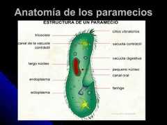 Anatomía de los parameciosAnatomía de los paramecios 