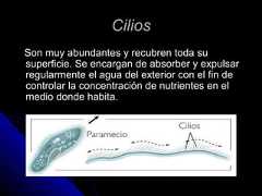 CiliosCiliosSon muy abundantes y recubren toda suSon muy abundantes y recubren toda susuperficie. Se encargan de absorber y expulsarsuperficie. Se encargan de absorber y expulsarregularmente el agua del exterior con el fin deregularmente el agua del exterior con el fin decontrolar la concentración de nutrientes en elcontrolar la concentración de nutrientes en elmedio donde habita.medio donde habita. 