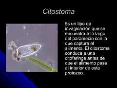 CitostomaCitostomaEs un tipo deEs un tipo deinvaginación que seinvaginación que seencuentra a lo largoencuentra a lo largodel paramecio con ladel paramecio con laque captura elque captura elalimento. El citostomaalimento. El citostomaconduce a unaconduce a unacitofaringe antes decitofaringe antes deque el alimento paseque el alimento paseal interior de esteal interior de esteprotozoo.protozoo. 