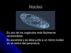 NúcleoNúcleoEs uno de los orgánulos más fácilmenteEs uno de los orgánulos más fácilmentereconocibles.reconocibles.Es eucariota y se sitúa junto a un micro núcleoEs eucariota y se sitúa junto a un micro núcleoen el centro del paramecio.en el centro del paramecio. 