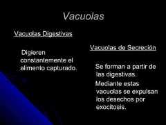 VacuolasVacuolasVacuolas DigestivasVacuolas DigestivasDigierenDigierenconstantemente elconstantemente elalimento capturado.alimento capturado.Vacuolas de SecreciónVacuolas de SecreciónSe forman a partir deSe forman a partir delas digestivas.las digestivas.Mediante estasMediante estasvacuolas se expulsanvacuolas se expulsanlos desechos porlos desechos porexocitosis.exocitosis. 
