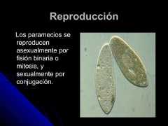 ReproducciónReproducciónLos paramecios seLos paramecios sereproducenreproducenasexualmente porasexualmente porfisión binaria ofisión binaria omitosis, ymitosis, ysexualmente porsexualmente porconjugación.conjugación. 
