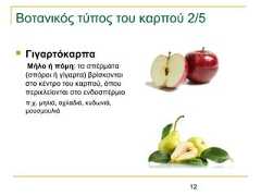 12Βοτανικός τύπος του καρπού 2/5 ΓιγαρτόκαρπαΜήλο ή πόμη: τα σπέρματα(σπόροι ή γίγαρτα) βρίσκονταιστο κέντρο του καρπού, όπουπερικλείονται στο ενδοσπέρμιοπ.χ. μηλιά, αχλαδιά, κυδωνιά,μουσμουλιά 