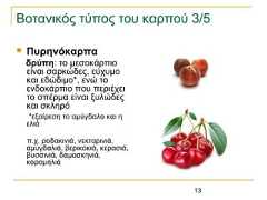 13Βοτανικός τύπος του καρπού 3/5 Πυρηνόκαρπαδρύπη: το μεσοκάρπιοείναι σαρκώδες, εύχυμοκαι εδώδιμο*, ενώ τοενδοκάρπιο που περιέχειτο σπέρμα είναι ξυλώδεςκαι σκληρό*εξαίρεση το αμύγδαλο και ηελιάπ.χ. ροδακινιά, νεκταρινιά,αμυγδαλιά, βερικοκιά, κερασιά,βυσσινιά, δαμασκηνιά,κορομηλιά 