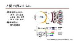 人間の目のしくみ 錐体細胞(L/M/S) L錐体 – 赤に敏感 M錐体 – 緑に敏感 S錐体 – 青に敏感 桿体細胞(R) 暗所の濃淡http://www.kiriya-chem.co.jp/q&a/q52.html 