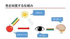 色を知覚する仕組み光源の光反射された光目で見て脳で感じる 