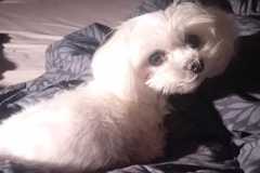 Fenku mal roztrhať susedov pes. DNA dala majiteľka preskúmať odborníkom, polícia sa tým nezaoberala