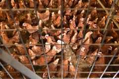 Proti hydinovej farme spísali petíciu. Podľa petičiarov zámer nemá ani stavebné povolenie