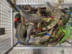 Captured green iguanas. (Pingtung County Government photo)