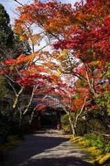 鷹峯 常照寺の紅葉