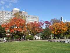 大通公園の紅葉