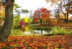 中島公園の紅葉