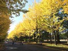 所沢航空記念公園の紅葉
