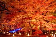 埼玉県の絶景紅葉スポット6選!定番から穴場までさまざまなスポットを紹介