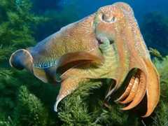 Giant cuttlefish hovering over reef, showing colour patterns
