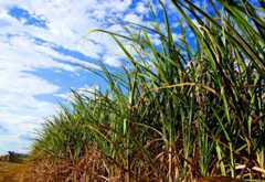 cana de açúcar cana de açúcar