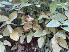 Consórcio Antiferrugem Consórcio Antiferrugem