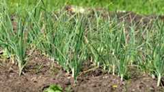 Foto: Pixabay. Foto: Pixabay.