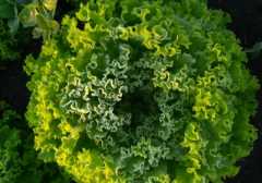 alface geada alface geada