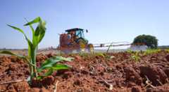 Foto: Maurien Trabbold /Embrapa Divulgação Foto: Maurien Trabbold /Embrapa Divulgação