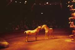 WEBRES_Horse Circus, Paris, 2004 &#169; Nan Goldin
