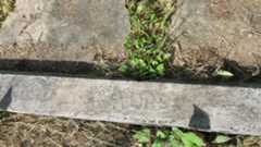 Larger memorial image loading...