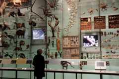 A woman looking at a species exhibit at the American Museum of Natural History. (Photo by: Jeffrey Greenberg/Universal Images Group via Getty Images)