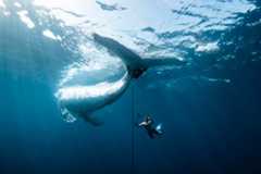 'Horrific and beautiful' whale rescue image wins photography prize