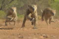 Extinct animals in Prehistoric Planet: Ice Age make it a must-watch