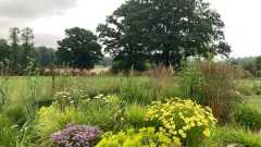 Dieses Beet, das mit Sand gemulcht wurde, ist erst zwei Jahre alt. Die Stauden haben die Fläche aber fast schon geschlossen.