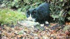 Kater aus Breitenberg ist nicht Poseidon – Besitzerin aus Itzehoe sucht weiter Ähnlich ja, aber das Kinn ist offenbar bei diesem Kater, den Anna Nörenberg-Schlüter mit der Wildkamera in Breitenberg einfing, weiß. Bei Poseidon war es schwarz.