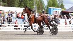 Dorea Frido on huikeassa syysvireessä.