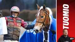 Tapio Perttunen on tehnyt mahtavaa työtä kolminkertaisen ravikuningattaren Suven Sametin kanssa.