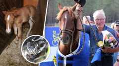 Tolopan Tytön varsan syntyessä tapahtui melkoinen sattuma.