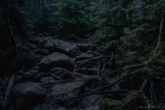 荒廃的なイメージに仕上げた森