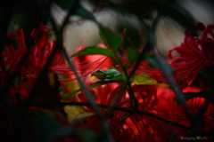 彼岸花とカエル