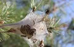 Chenilles processionnaires : agir tôt en hiver pour protéger les animaux