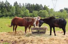 À Niort, des poneys s’échappent sur une rocade et perturbent le trafic